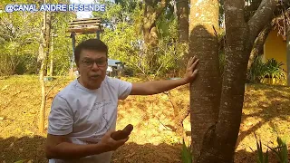 OS BENEFICIOS DO JATOBA E DE SUA CASCA
