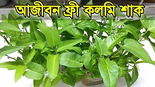 Kolmi Shak । আজীবন বিনা পয়সায় যখন খুশী তখন ফ্রেস কলমি শাক খান,  বারান্দায় শুধু পানিতে কলমি শাক লাগান