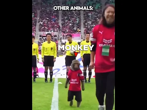 Other Animals vs Football + Him ☠️