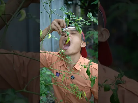 Adik makan cabe belum matang