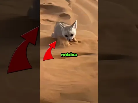 Ten lisek wcale nie był zwykłym lisem 😳🦊