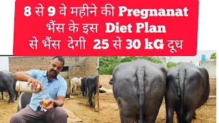 👉प्रवीण फौजी के द्वारा बताए गए इस Diet Plan से आपकी भैंस de सकती है 25 से 30 kg + दूध ।।