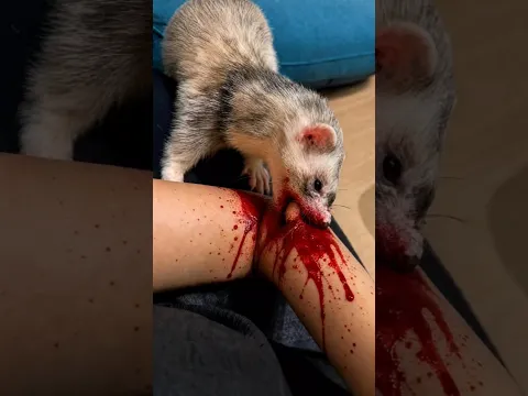 3 أسباب تخليك تختار تربي نمس بدل قطة! 🦦🐾