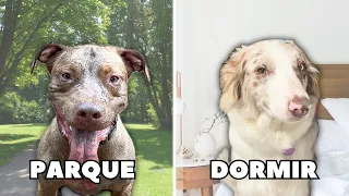 Cachorros No Controle | 24 Horas Decididas Pelo Sebastian E Valentina 🐾