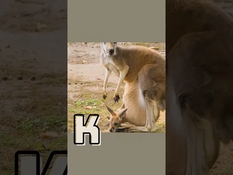 Learn ABCs With Wild Animals Like Jaguars and Lions!