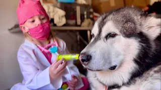 Giant Dogs Get Shots From The Cutest Vet Ever! #alaskanmalamute
