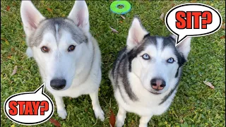 3 Easy Methods To Get Your Husky Dog To Obey You!!!