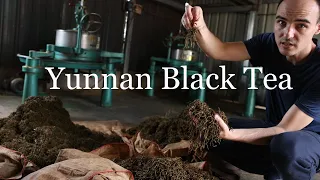 Classic Yunnan Black Tea Processing