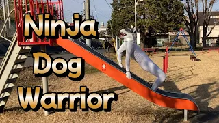 Ninja Dog Warrior
