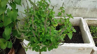 विमला तुलसी की असली पहचान 🌿 | शुगर में चमत्कारी लाभ | Vimla Tulsi Benefits | Kushwaha Ayurved