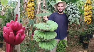 ¡Increíbles variedades! Mi colección de BANANAS y PLÁTANOS exóticos (musáceas)