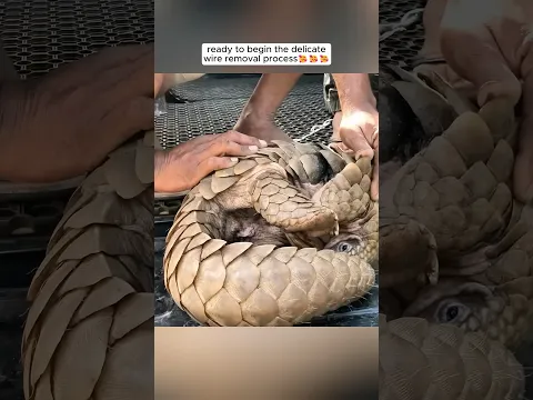 Kind people rescued a pangolin trapped in wire and then…