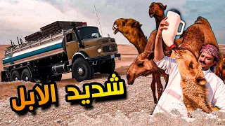 شديد الملكيات في شهر رمضان 🐪 ابل الأمير ناصر
