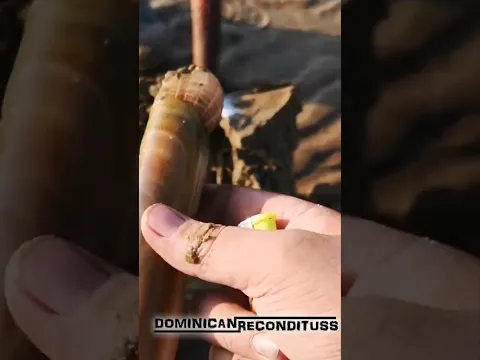 CONOCÍAS LA NAVAJA DE MAR???