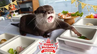 カワウソが誕生日に初めてのバイキングで食べ放題！　Otter Kotaro Birthday Buffet Party!