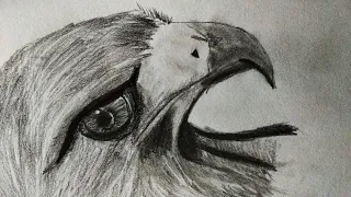 How to draw eagle 🦅 | easy drawing step by step