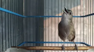 UNIKNYA SUARA DAN GAYA BERKICAU BURUNG PELANDUK SEMAK