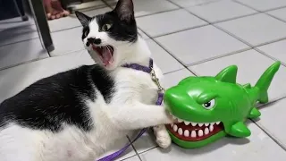 Funny ANIMALS videos 😂 Funniest CATS 🐈 2026