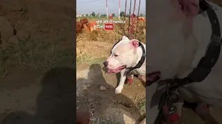 Street dogs attacked on my dog Rocky (pitbull) 🐶😡