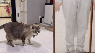 【ドッキリ】飼い主が突然消えたら猫はどんな反応する？