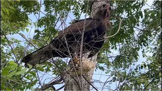 OMG hawk eagle 🦅 #youtube #birdhunting #youtubeshorts #hunting #youtubevideo #birds #youtubechannel