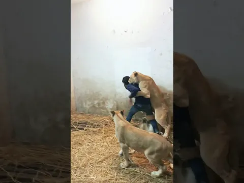 Episode 101:lions playing with my friend 😱🥵😍😍👑🐯😍👑