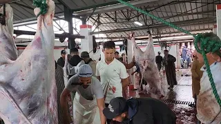 مباشرة من بطوار سوق جمعة كيسر ترحيب كبير من كزار وحرافيا أجيو نشوفو طريقة سلخ+شاق+بهيما فرجة ممتعة