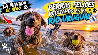 Los perros más felices al agua retozando 