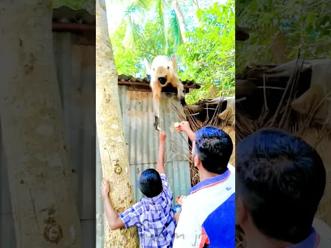 এই ছোট্ট পোলাটার শাহজ দেখোন 😯😯😯 বান্দরের অসাধারণ দৃশ্য 💫💫🫰🙉🙉 Amazing view of Bandar 🙉🙉