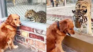 Funny Dog | The dog was so scared   #cuihuastory #cute pet #Animals