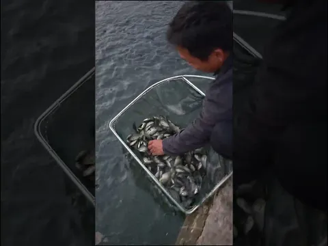 ĐÁNH BẮT CÁ DỄ NHẤT