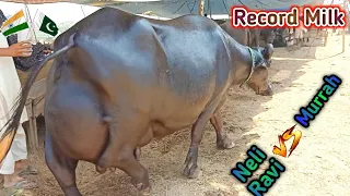 Biggest Buffalo In Punjab • Buffalo Farming In Punjab