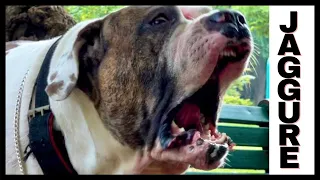 TOP MOST QUALITY THE ULTIMATE BULLY KUTTA JAGGURE॥अद्भुत बुली कुत्ता ज़ैग्गेर दिल्ली से॥