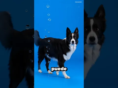 Y si tu perro pudiera detener el tiempo por 24 horas 😎