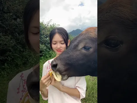 In a surprising way, the bull ate sister's food.