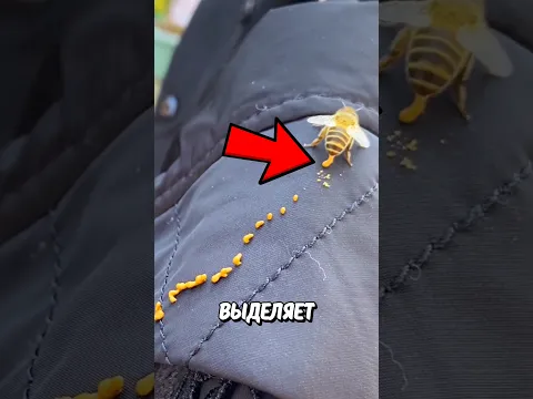 Жидкость Из Пчелы! 🤯