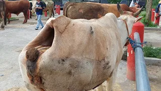 KUMPULAN SAPI LUCU DAN UNIK LANGKA‼️