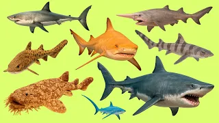 Learn 25 Shark Names in English 🦈 | Repeat with Audio & Have Fun!
