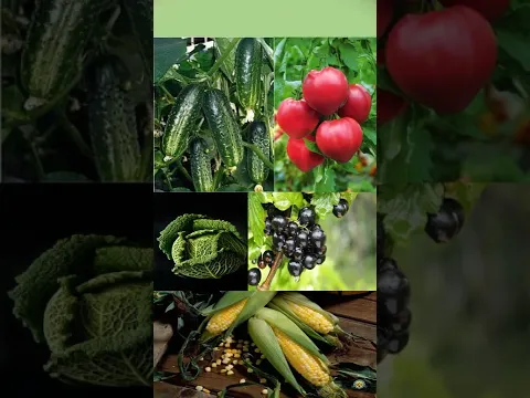 Plant Protection Handbook