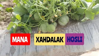 6-may, 2022    HANDALAKNI      HOSIGA  KIRGAN   HOLATI.